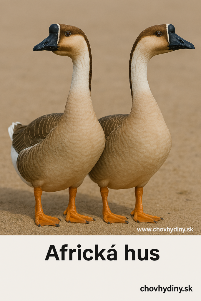 africká hus