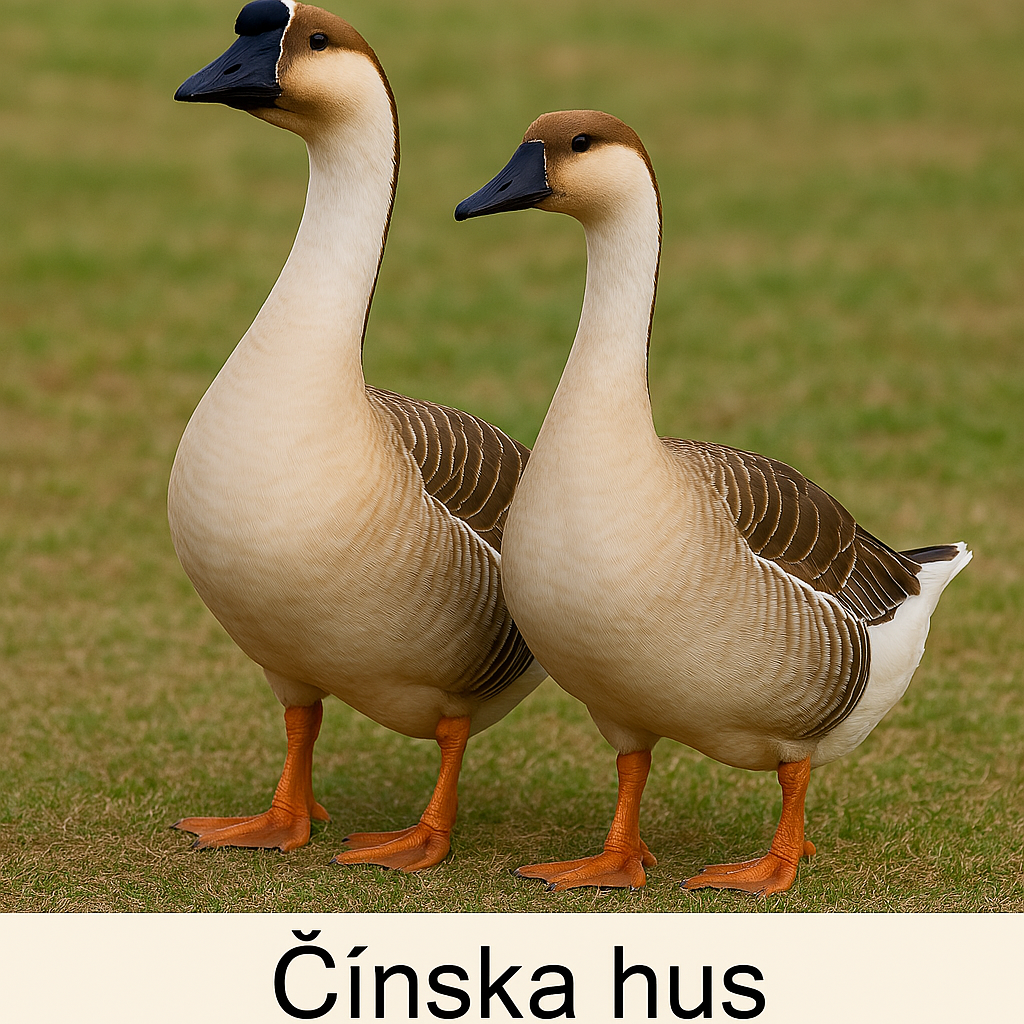 čínska hus
