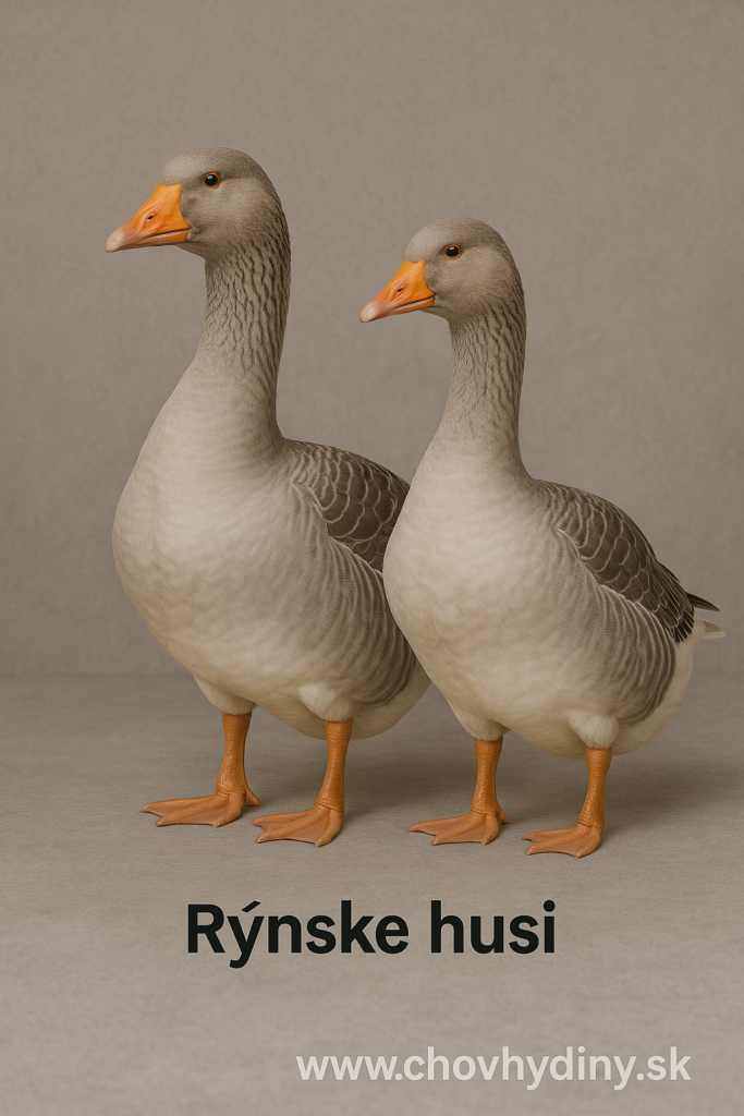 hus rýnska