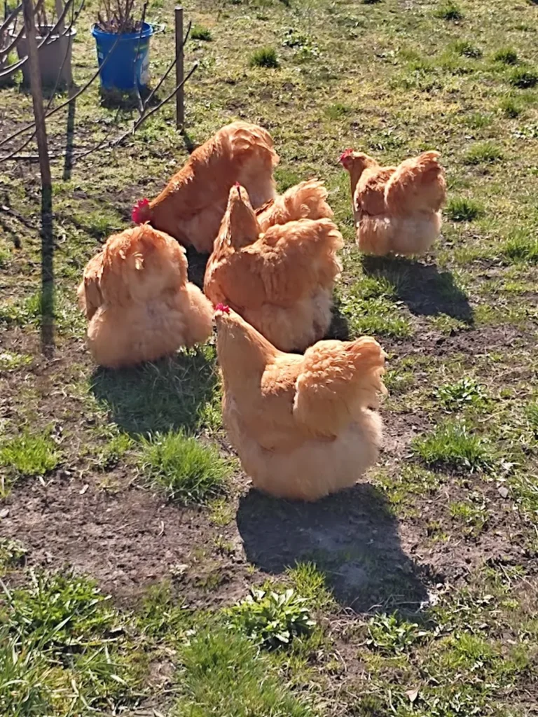 Plemeno alebo hybrid. Čistokrvné orpingtonky