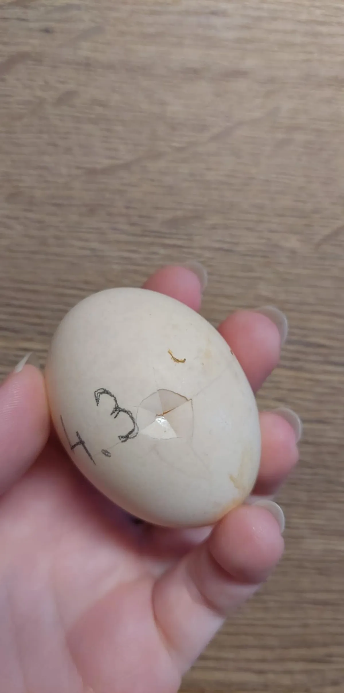 Preprava násadových vajíčok si vyžaduje veľkú pozornosť pri ich balení