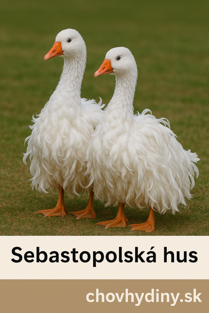 sebastopolská hus