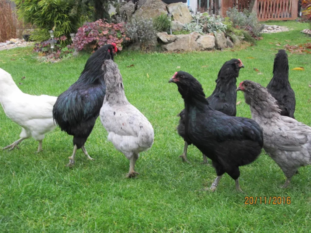 Araucany sú bezchvosté sliepky znášajúce vajcia s modrou škrupinou