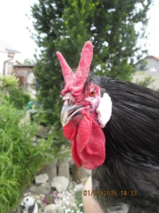 Sliepky Laflešky boli označované aj za čertové sliepky a to pre jedinečný hrebeň v tvare rožkov