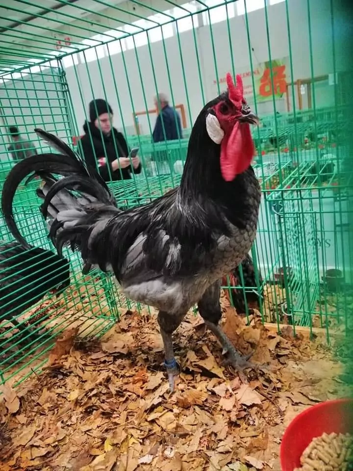 Sliepky Laflešky boli označované aj za čertové sliepky a to pre jedinečný hrebeň v tvare rožkov