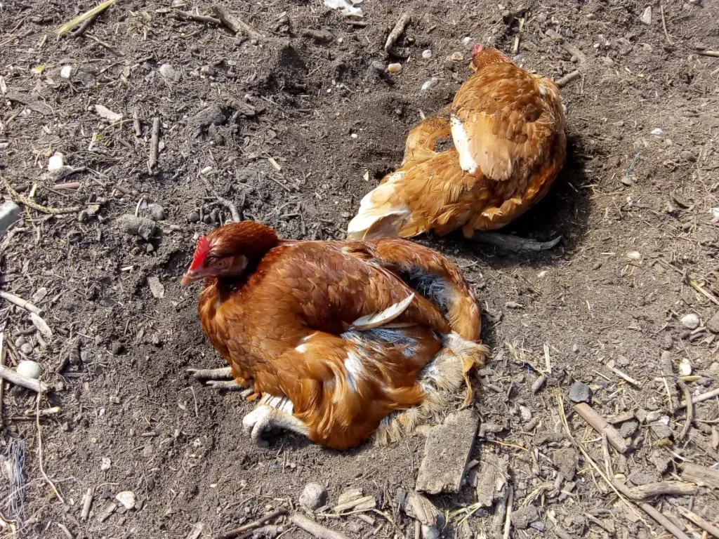 Kúpeľ v prachu je pre sliepku rovnako dôležitý, ako sprcha pre človeka